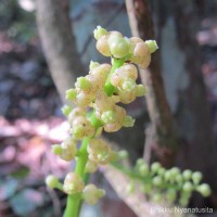 Anamirta cocculus (L.) Wight & Arn.